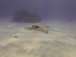 085 Southern Stingray IMG 6028